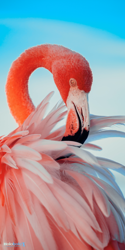 Holoholo-USA XL Beach Towel – Wild Flamingo & Blooms | Sand-Free | Quick Dry