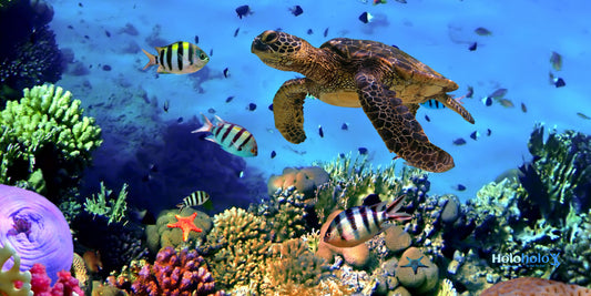 Kaiola XL Beach Towel – Sea Turtle Reef